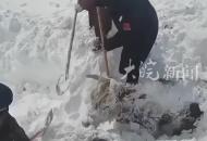 牧民家牛棚遭強風損毀，牛群跑出被大雪掩埋近24小時，民警與牧民用鐵鍬挖雪成功救出