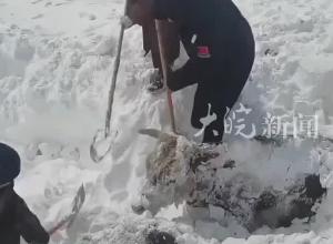 牧民家牛棚遭强风损毁，牛群跑出被大雪掩埋近24小时，民警与牧民用铁锹挖雪成功救出