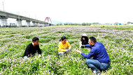 池州：綠肥擴種 助農增收