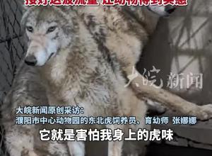 
东北虎女饲养员靠近 让狼秒变“哆哆”“嗦嗦” 饲养员回应：一身虎味所致 接好这波流量 让动物得到实惠