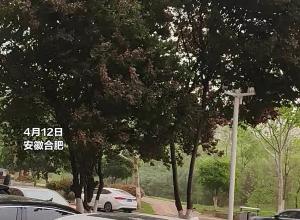 安徽发布大风预警61条 合肥街头行道树“摇头摆尾”
