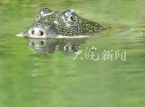 全球仅剩2只，极濒危！ 上方山森林动物世界内  斑鳖悠然自得地“划水” 