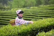王善明：茶事