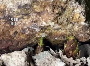 博主耗时八天八夜 用延时拍摄竹笋破土而出