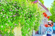 巢湖市區一居民小院薔薇花墻“火出圈”