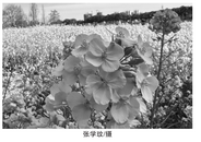 章小兵：小弟今年五十九