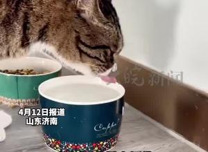 每天从100平的办公室醒来  一只流浪猫成为了“猫医生”，已“接诊”120余人：“方便袋”聪明有力量、情绪稳定、对人热情，它好像天生就是吃这碗饭的
