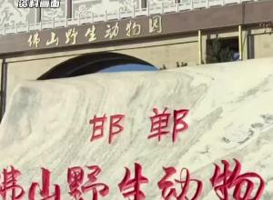  小心，熊出没！河北一动物园有熊出逃村委会：避免靠近附近区域