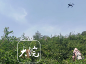 宣城：無人機在茶園里宣傳反詐防火