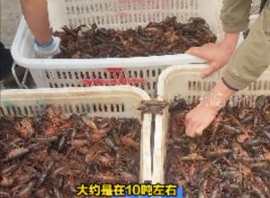 合肥小龙虾价格较往年同期偏高
