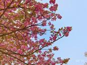 储先亮：花无实