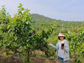 宜秀區楊橋鎮鮑沖湖村：櫻桃成熟季，直播引客來