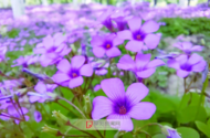 阜陽北三環大橋南側潁河風景帶鋪“花毯”