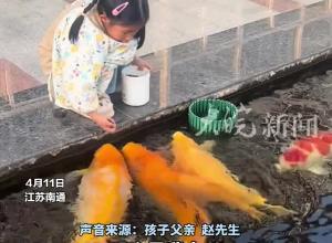 一池锦鲤陪伴女孩一起长大，女孩六岁，最大的锦鲤也六七岁了，网友：原来年画娃娃没有夸张