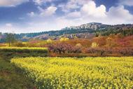 淮南山王鎮(zhèn)：“賞花經(jīng)濟(jì)”激活“一池春水”