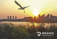 銅陵西湖濕地：群鳥翔集繪就生態畫卷