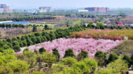 蚌埠城南花正開