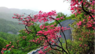 邂逅美麗公路，醉賞漫山花海