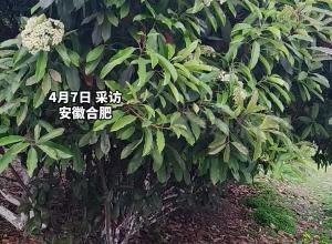 合肥街头石楠花散发“鱼腥味”专家：敏感人群可能会不适 离它远点 一般无大碍