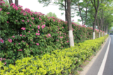 合肥“一公里花墙”唯美绽放 花期长达两个月