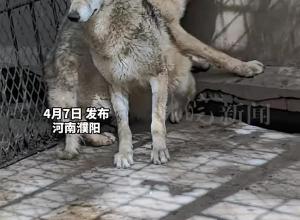 东北虎饲养员给狼喂食 两只狼蜷缩在角落瑟瑟发抖 饲养员：我真没打它俩。
