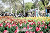 阜陽：清明假期踏青賞景