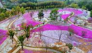 池州杏花村內百畝芝櫻花海壯美綻放 引來眾多游客觀賞打卡
