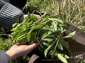 苏长兵：嚼得菜根香