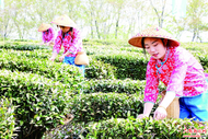 萬畝茶園里品春味