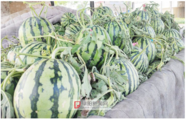 阜陽本地頭茬西瓜提前上市 價格較往年下降