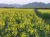  青陽縣喬木鄉：油菜花開   結出糧油的安全線