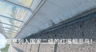 四川一高速路服務區附近出現大量死鳥    沐川縣野保中心回應