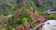 農村公路化身“花海長廊”，交旅融合開啟“步步生香”
