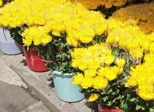 合肥花卉市场迎来回暖 鲜花祭扫正成为新风尚