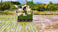 趁東風 播新綠