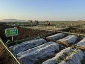 安徽蚌埠：湖畔荒灘變成“城市小菜園”