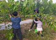 長豐縣崗集鎮青峰嶺村：桑葚飄香忙采摘 田園文旅煥新機