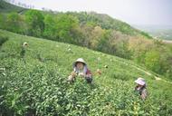 滁州春茶飘香