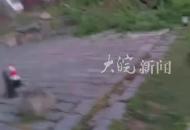 江西超1500年樹齡銀杏樹倒塌當(dāng)?shù)鼗貞?yīng)：因大風(fēng)下雨 正搶救
