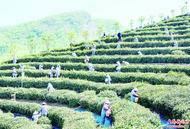 六安：高山茶正飄香