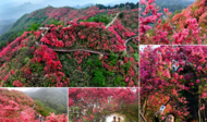 映山紅“點燃”太平山