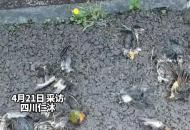 四川仁沐新高速 沐川服務(wù)區(qū)附近現(xiàn)大量死鳥 多為國保動物“紅嘴相思鳥” 回應：撞到高速路透明隔音板導致