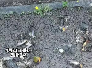 四川仁沐新高速 沐川服务区附近现大量死鸟 多为国保动物“红嘴相思鸟” 回应：撞到高速路透明隔音板导致
