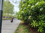 ﻿合肥街头石楠花开，“yue”气味让市民直呼一言“楠”尽