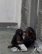 五一假期，黑猩猩姐弟将在合肥野生动物园开启首秀