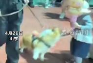 柯基警犬福仔巡邏時偷吃火腿腸 訓導員：已嚴肅批評教育