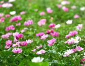 巢湖市東庵森林公園4萬多株芍藥迎來盛花期
