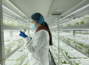 安徽蚌埠：“淮畔糧倉”有個“植物工廠”