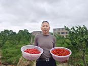 宜秀區白澤湖鄉龍華村：紅櫻桃映紅龍華村振興路