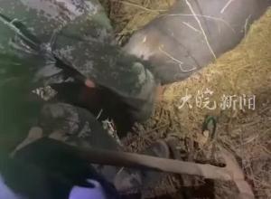 河北出逃小黑熊被找到画面曝光四只脚被绑住抬走 有特警出动镇政府：无人员受伤